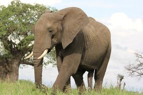 walking elephant in tanzania