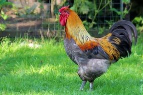 colorful pride rooster on green grass