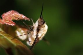 Bombylius Major on plant