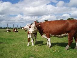Herefords on the farm