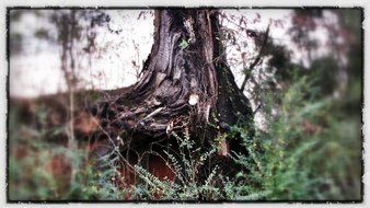 drawing of tree trunk in the forest