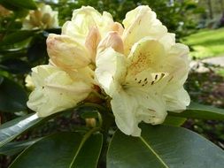Colorful gradient rhododendron flowers blooms at spring
