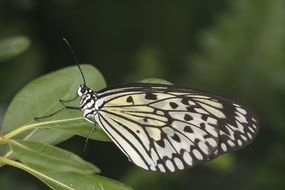 black-white spotted butterfly on green leaves close-up on blurred background