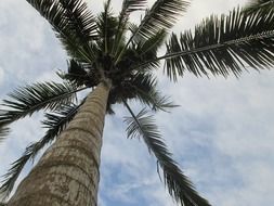 bottom view of coconut tree