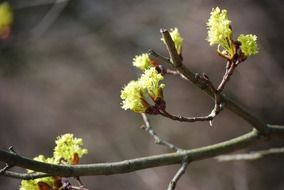 beauty gentle blossom