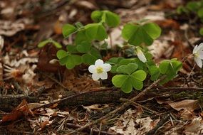 oxalis acetosella, wood sorrel, blooming plant on forest floor