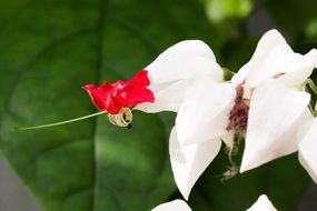 Clerodendrum, Bleeding-heart vine blossoms