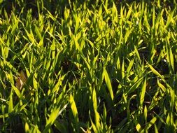 young green cereal field