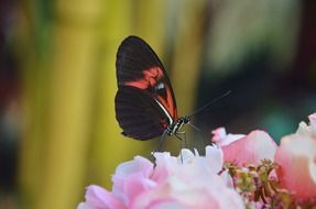 elymnias hypermnestra on the flower