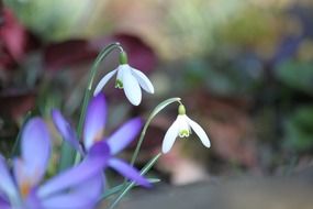 flowering white snowdrops