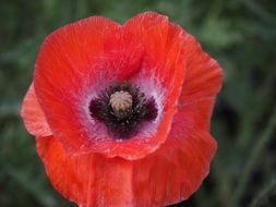 red poppy on blurred background