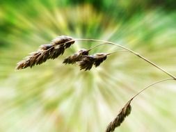 Macro Picture of meadow grass