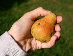 Human holding colorful pear fruit in the hand