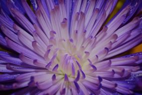 violent flower petals macro view