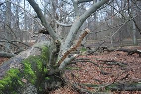 green moss on fallen trees in the forest