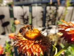 bee on an orange flower in the garden