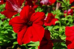 striking petunia red flower