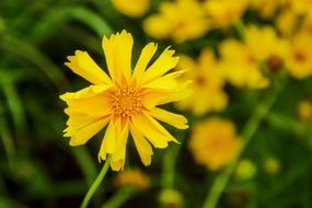 yellow flowers in spring close-up