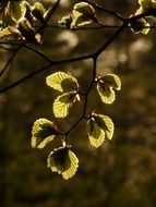 new beech leaves in back light