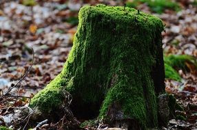 tree stump covered by green moss
