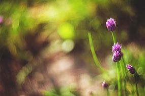 flowering purple plant in summer