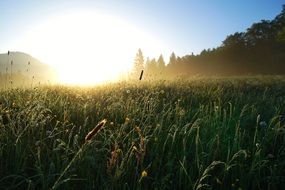 Meadow at the sunrise