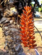 orange aloe flower