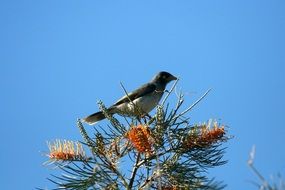 Australian bird on the tree in wildlife