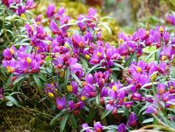 polygala chamaebuxus blossoms