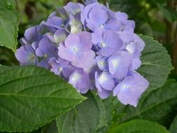 hydrangea blue flowrs