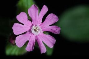 purple forest flower macro