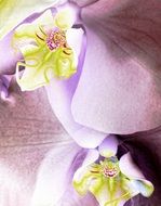 light purple orchid closeup