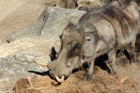 warthog in zoo