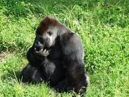 gorilla in wildlife