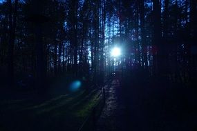 sun rays in an evening forest