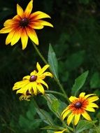 black eyed susan flower in nature
