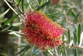 Flower in the form of a brush in the garden
