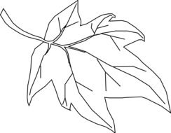 white sketch of maple leaf