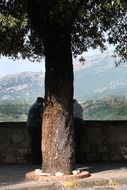 People under the tree