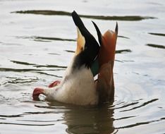 Egyptian goose on the pond