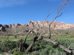 dry tree at the foot of the mountains