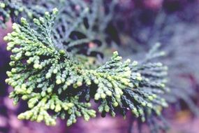 Macro picture of cypress branch