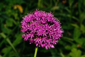 globular purple blossom