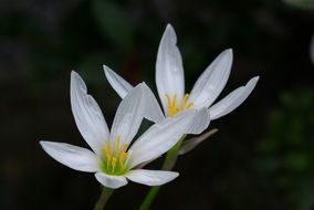 Picture of the white blossoms