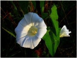 bindweed white nature\