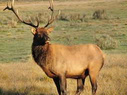 wild deer with big horns