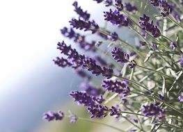 blooming purple lavender in the garden