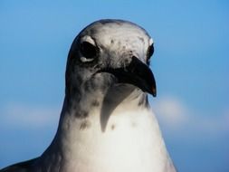 head of seagull with black beak close up on a blurred background