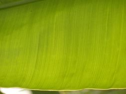 beautiful and delightful banana leaf