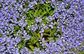 violet aubrieta flowers